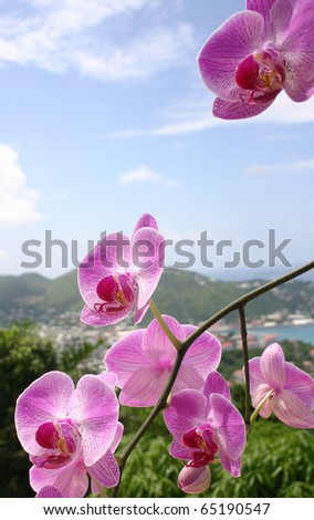 orchids with island background
