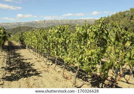 Lots vineyard production of wine grapes in Priorat, Spain production of wine grapes in Priorat, Spain