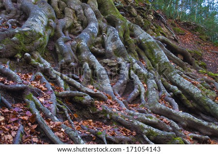 Beech (Fagus) is a genus of deciduous trees in the family Fagaceae, native to temperate Europe, Asia and North America.