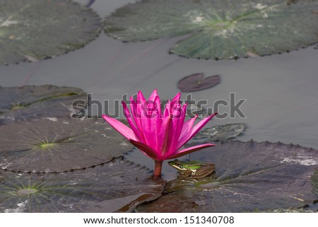 Waterlily Lotus Flower and Green frog  in a Pond