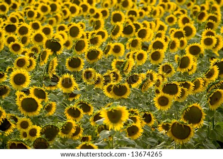 marche sunflower fields