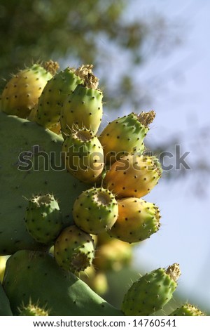 Natural background with green tropical cactus with fruits