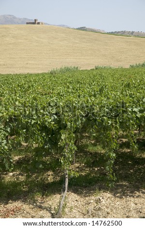 vineyards in Sicily