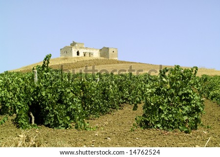 vineyards in Sicily
