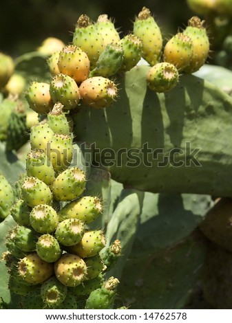 Natural background with green tropical cactus with fruits