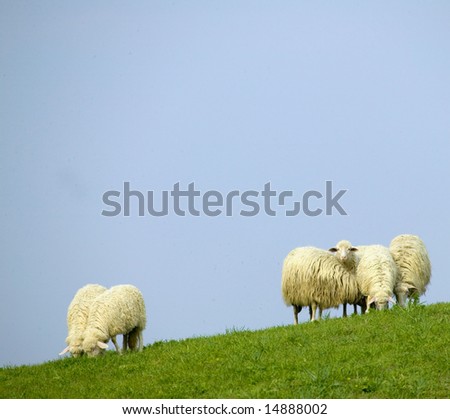 Sheep on grass with blue sky
