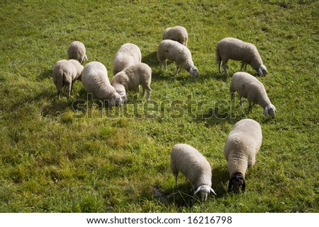 Sheared sheep herd