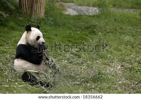 China, Province of Sichuan, Town of Chengdu. Giant Panda at Giant Pandas Breeding Center.