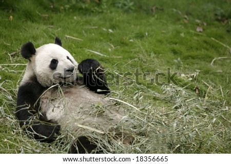 China, Province of Sichuan, Town of Chengdu. Giant Panda at Giant Pandas Breeding Center.