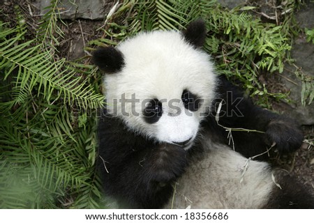 China, Province of Sichuan, Town of Chengdu. Giant Panda  at Giant Pandas Breeding Center of Chendgu.