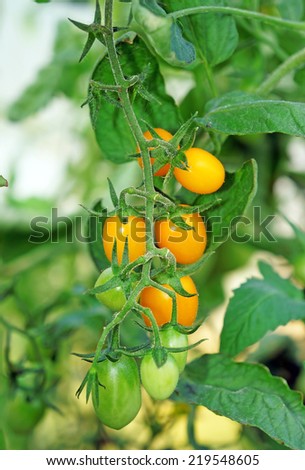Yellow cherry tomatoes in the greenhouse close-up