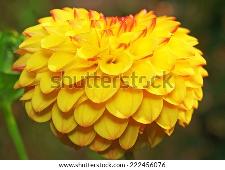 Yellow dahlia in the shape of heart