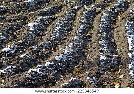 Tilled soil with yellow autumn leaves and the first snow