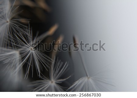 Flying dandelion seeds. Image with a place for text.