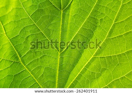 Green leaf. Texture. Image with a place for text.