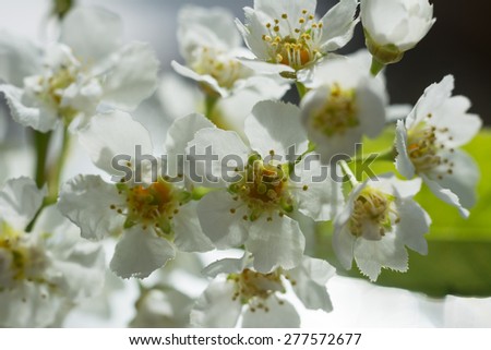 Blooming bird-cherry tree flowers macro