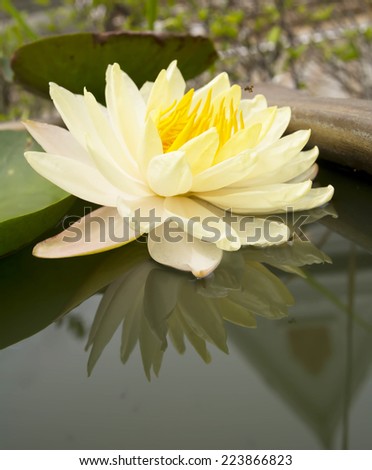 Yellow Lotus flower beautiful lotus with reflection on water
