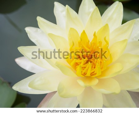 Yellow Lotus flower beautiful lotus.