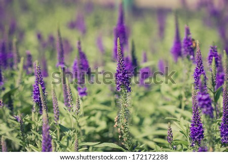 Royal Candles Veronica.Purple Summer Flowers.Close up of Beautiful Purple