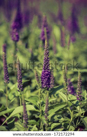 Royal Candles Veronica.Purple Summer Flowers.Close up of Beautiful Purple