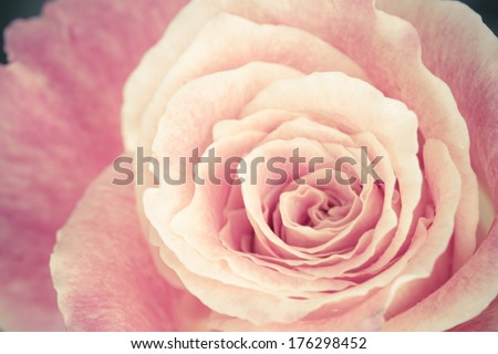 Close Up View Of A Beautiful Rose. Vintage Flower