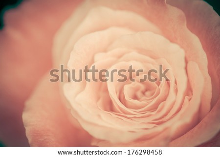 Close up view of a beautiful rose. vintage flower