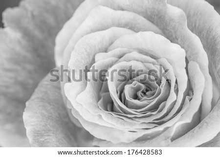 Close up view of a beautiful rose. black and white flowers