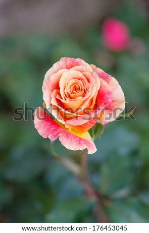 beautiful shrub roses flower in the garden