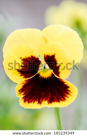 Close-up shot of beautiful violet yellow pansy flowers