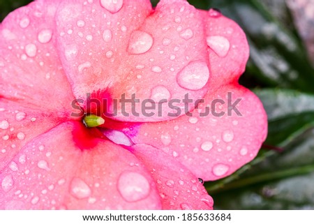 Flower petals with water drops on it