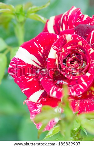 beautiful shrub roses flower in the garden