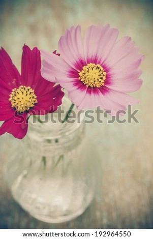 Spring cosmos flower in Glass Bottles