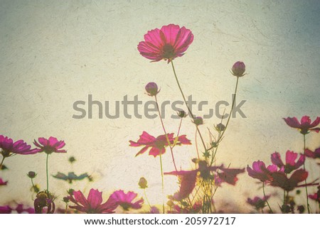 Cosmos flowers in blooming with sunset, vintage cosmos flowers