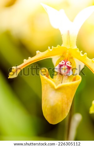 Close up of lady\'s slipper orchid flower