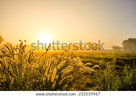 grass flower in the golden light. grass flower in morning with fog