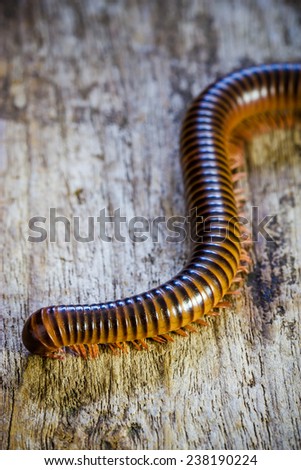 Close up giant  millipede (Blaniulidae) on old wooden