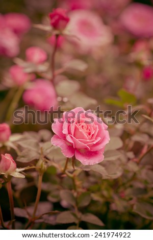 beautiful pink fairy roses flowers. Rose in vintage style