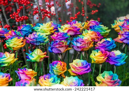 beautiful rainbow roses flowers. bouquet of multicolored roses