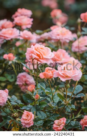 beautiful pink fairy roses flowers. Rose in vintage style