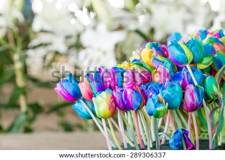 Colorful of rainbow tulips flower in garden