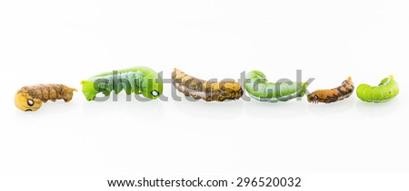 collection of six worms in action isolated on white background