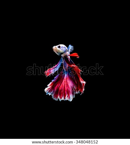 Capture the moving moment of siamese fighting fish isolated on black background. Betta fish
