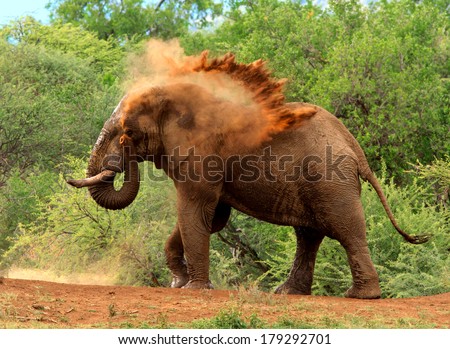 Male elephant having a sand dust bath spraying dust with his trunk