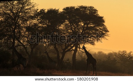 Herd of giraffe under the trees in early morning light