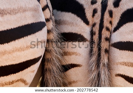 Stripes and tails of zebra