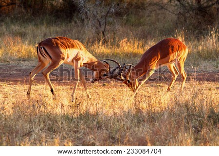 Two Impalas clashing horns in the early morning light