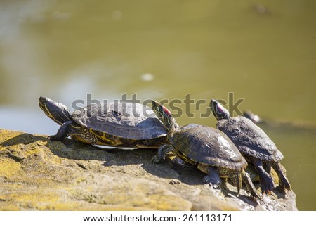 Three Turtles spotted in Golden Gate Park, San Francisco