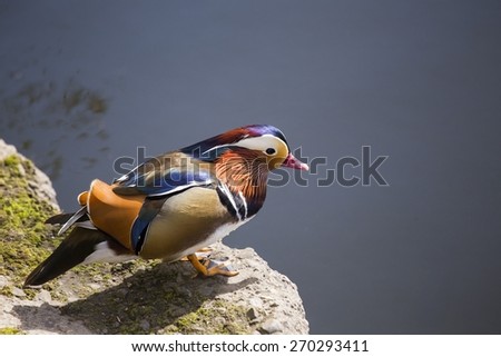 Mandarin Duck spotted outdoors on River Dodder, Dublin, Ireland