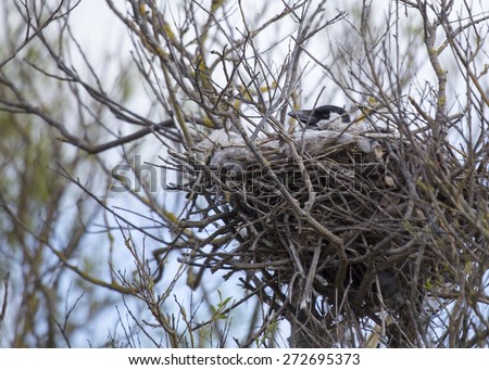 Hooded Crow (Corvus Cornix) inside nest taken on Bull Island, Dublin