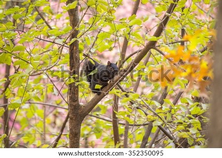 Black squirrel spotted in Prospect Park, Brooklyn, New York